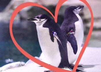 El Centro de Conservación de Pingüinos de Polk/ vía twitter Detroit Zoo