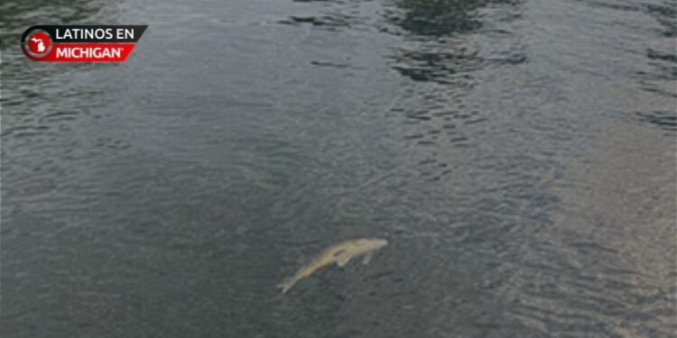 muerte de peces