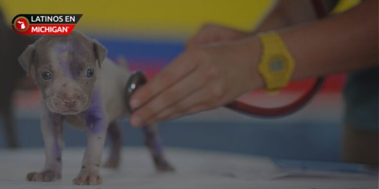 Llega a Detroit la primera clínica gratuita de esterilización/ castración