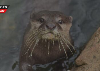 nutria de río