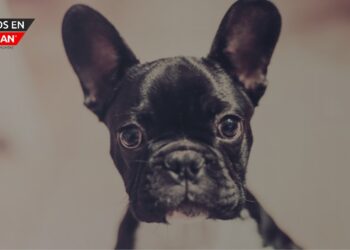 Bulldog francés coronado como el mejor perro en Detroit