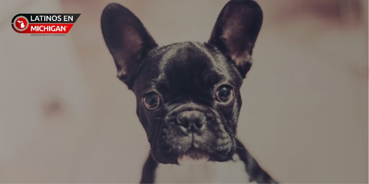 Bulldog francés coronado como el mejor perro en Detroit