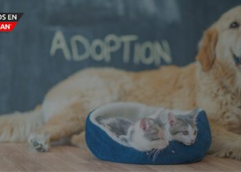 BISSELL Pet Foundation y Dogtopia se unen para el evento de adopción nacional de mascotas