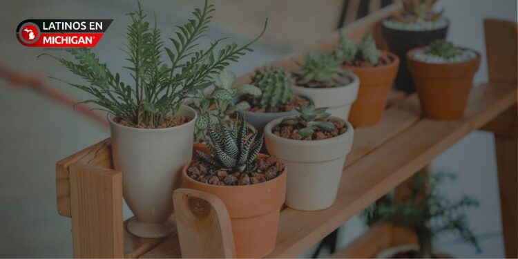 OCP distribuirán más de 600 kits de plantas nativas a los residentes del condado de Oakland
