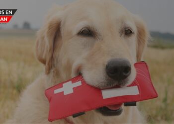 La Policía anima a los ciudadanos de Michigan a crear kits de preparación para emergencias para sus mascotas