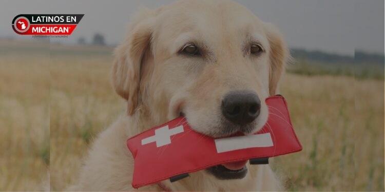La Policía anima a los ciudadanos de Michigan a crear kits de preparación para emergencias para sus mascotas
