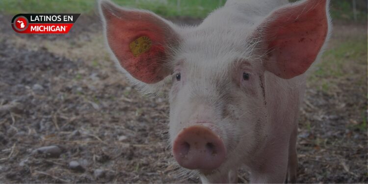 Funcionarios de salud emiten una alerta luego de gripe detectada en cerdos de la Feria del Condado de Oakland