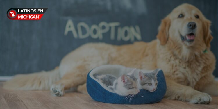 Friends for Animals of Metro Detroit se une a la campaña de donación y adopción de mascotas de de Clear The Shelters 2023 de NBCUniversal Local