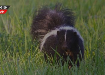 Autoridades del Condado de Macomb advierten sobre zorrillos rabiosos