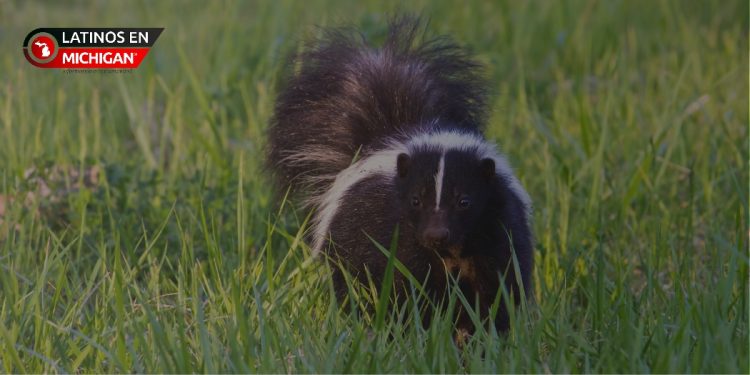 Autoridades del Condado de Macomb advierten sobre zorrillos rabiosos