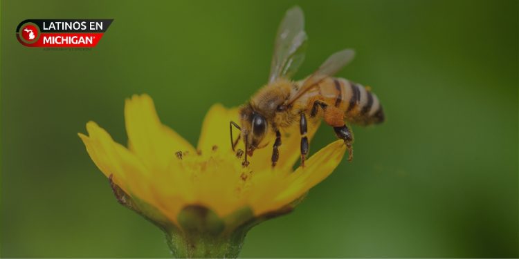 No se pierda Bee Fest este sábado en Belle Isle con entrada gratuita