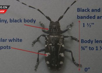 Michigan DNR pide prestar atención a un escarabajo asiático de cuernos largos invasivo