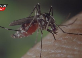 Detectan especies de mosquitos que pueden transmitir el virus Zika en el condado de Kent