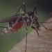 Detectan especies de mosquitos que pueden transmitir el virus Zika en el condado de Kent