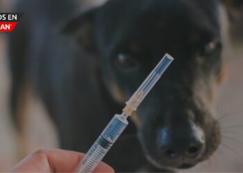 Alerta por rabia canina en el condado de Oakland tras hallazgo de perro infectado en Detroit