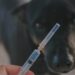 Alerta por rabia canina en el condado de Oakland tras hallazgo de perro infectado en Detroit