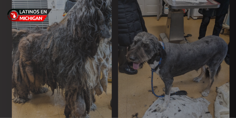 Reggae, el perro que sufrió una terrible negligencia, recibe una nueva oportunidad en la vida
