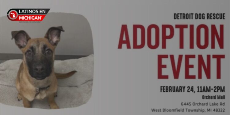 No te lo pierdas: más de 50 perros esperan por ti en el evento de adopción del Orchard Mall