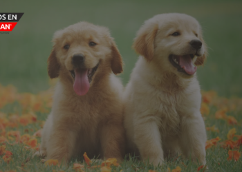 Con sólo dos plazas en la perrera, FRIENDS FOR ANIMALS OF METRO DETROIT está al límite de su capacidad y ofrece ofertas especiales de adaptación en marzo