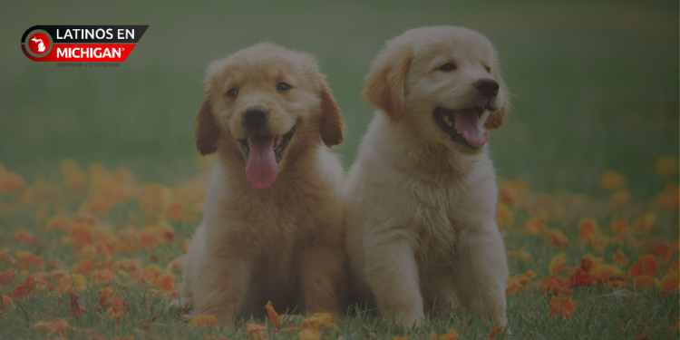 Con sólo dos plazas en la perrera, FRIENDS FOR ANIMALS OF METRO DETROIT está al límite de su capacidad y ofrece ofertas especiales de adaptación en marzo