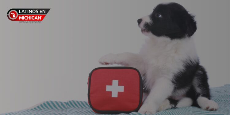 Mes nacional de preparación para mascotas: Un llamado a la acción en Michigan