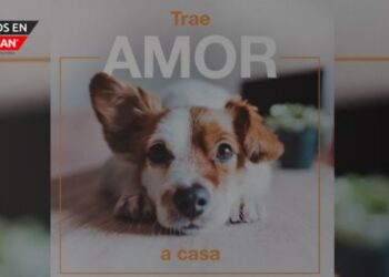 «Trae amor a casa»: La campaña para aumentar la adopción de mascotas