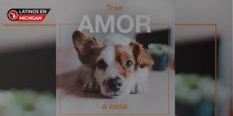 «Trae amor a casa»: La campaña para aumentar la adopción de mascotas