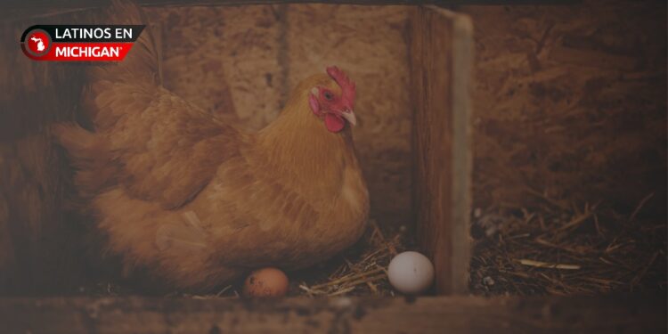 Michigan exige transparencia en el origen de los huevos: Llamado de la Fiscal General a los minoristas
