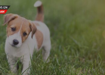 Friends for Animals de Metro Detroit ofrece ofertas de adopción en julio