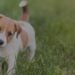 Friends for Animals de Metro Detroit ofrece ofertas de adopción en julio