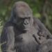 El Zoológico de Detroit tiene un concurso para nombrar a su nuevo bebé gorila