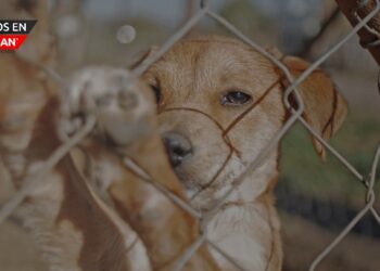 Iniciativa comunitaria para apoyar a los animales sin hogar en Detroit