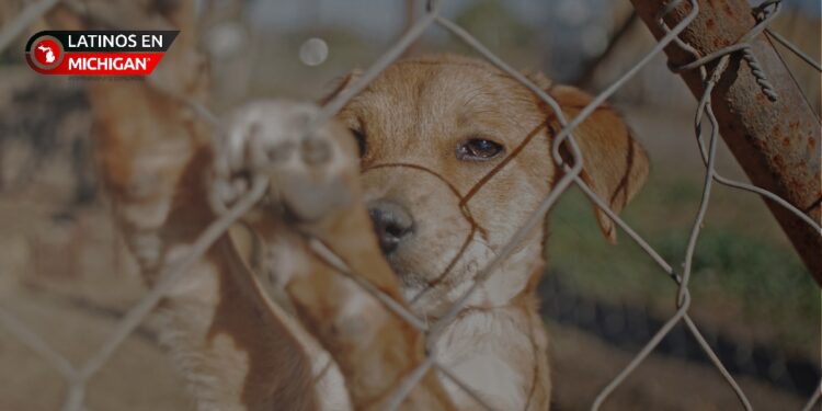 Iniciativa comunitaria para apoyar a los animales sin hogar en Detroit