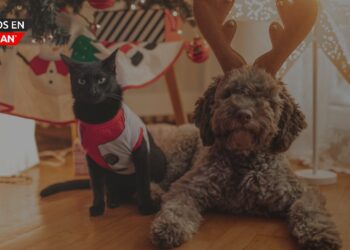 Precaución: Estafas de cachorros aumentan durante las fiestas, advierte la Fiscal General