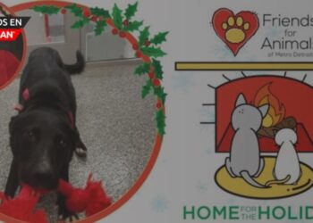 Lleva a casa un nuevo amigo peludo para navidad