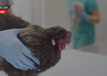 División de Salud del Condado de Oakland refuerza medidas de prevención ante gripe aviar