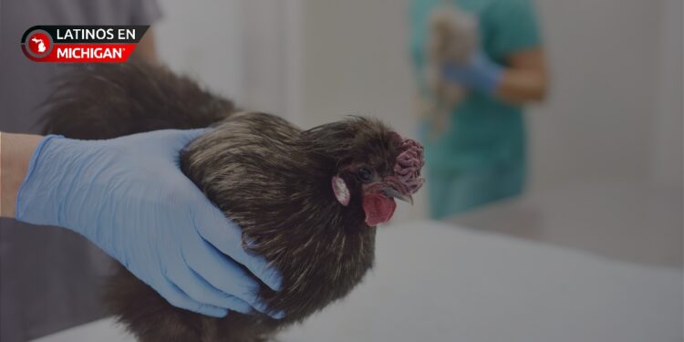 División de Salud del Condado de Oakland refuerza medidas de prevención ante gripe aviar