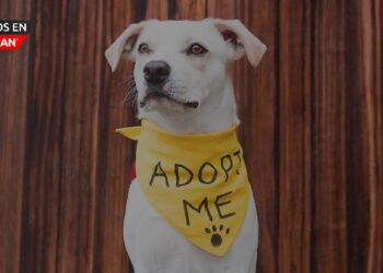 Gran oportunidad de adopción en Friends for Animals of Metro Detroit