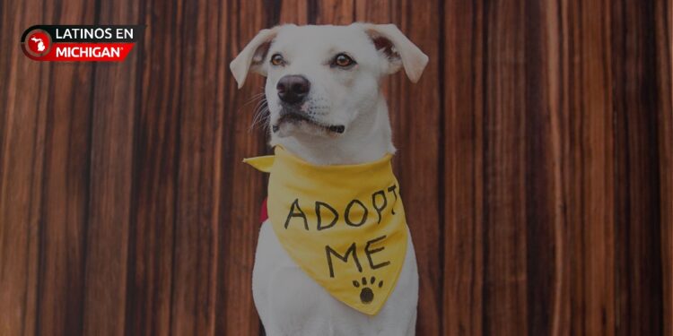 Gran oportunidad de adopción en Friends for Animals of Metro Detroit