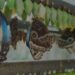 El espectáculo de las mariposas en Frederik Meijer Gardens: una experiencia única