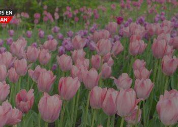 Holland da la bienvenida al Festival Tulip Time 2025