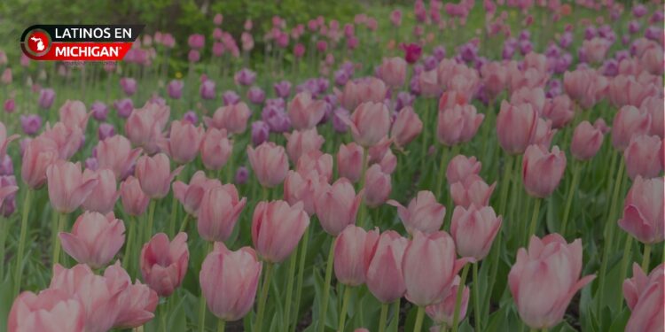 Holland da la bienvenida al Festival Tulip Time 2025