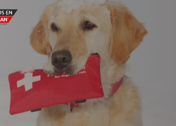 La importancia de incluir a las mascotas en los planes de emergencia