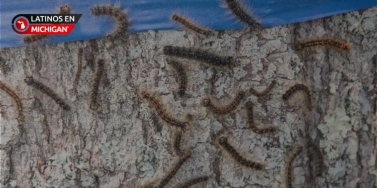 Disminuye la amenaza de las polillas esponjosas en Michigan: DIFS recomienda seguir vigilando sus árboles (y su mesa de picnic)