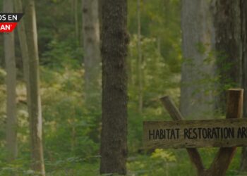 Oakland impulsa la restauración ambiental con fondos para combatir especies invasoras