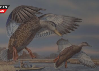 Crédito imagen: Sello de pato - el sello de pato de Michigan de 2025 presenta patos negros estadounidenses /  Michigan Department of Natural Resources