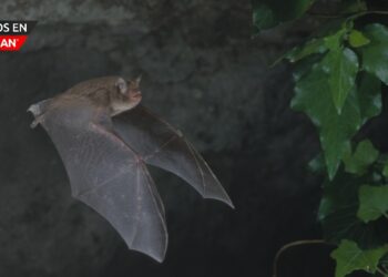 Confirman caso de rabia en murciélago que mordió a una persona en Michigan