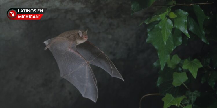 Confirman caso de rabia en murciélago que mordió a una persona en Michigan