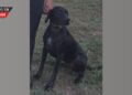 K9 Soka regresa a salvo tras intensa búsqueda en Michigan