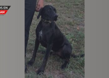 K9 Soka regresa a salvo tras intensa búsqueda en Michigan